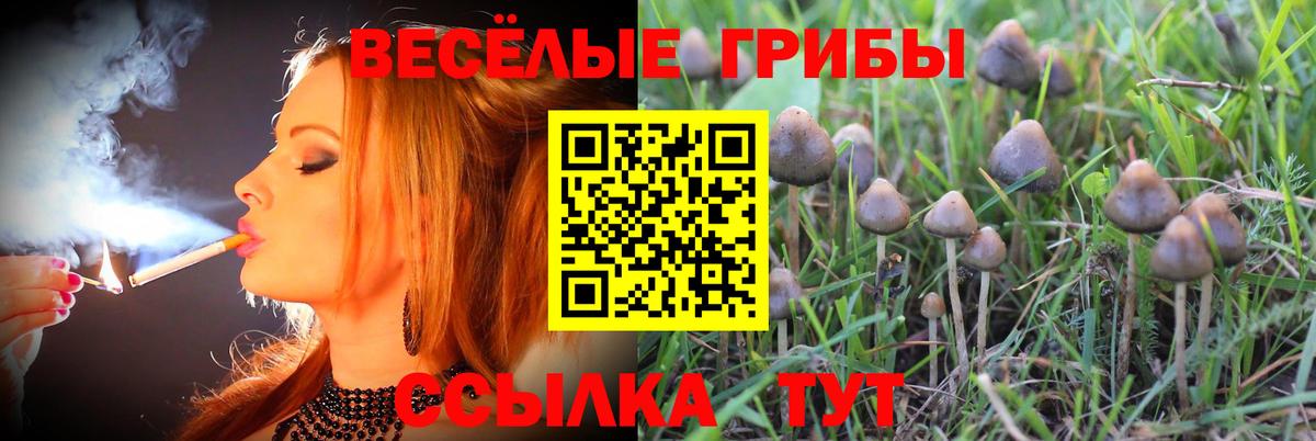 Псилоцибиновые грибы Psilocybe Искитим